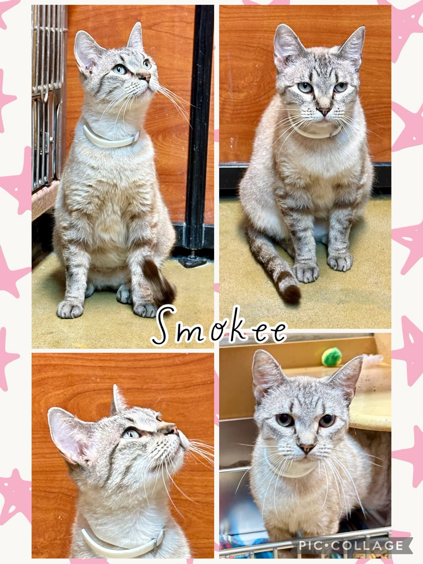 Smokee - Siamese