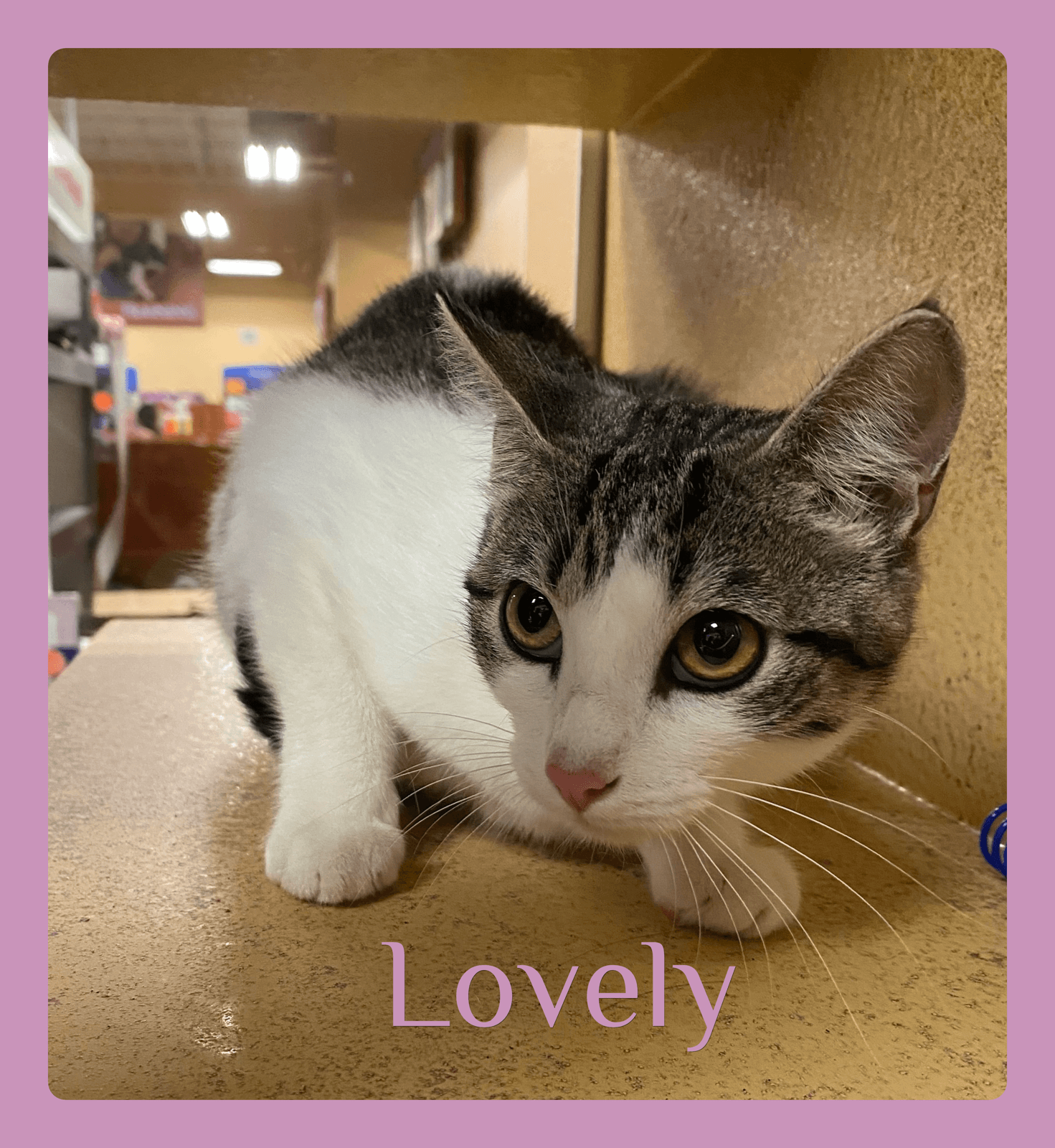 Lovely - Tabby