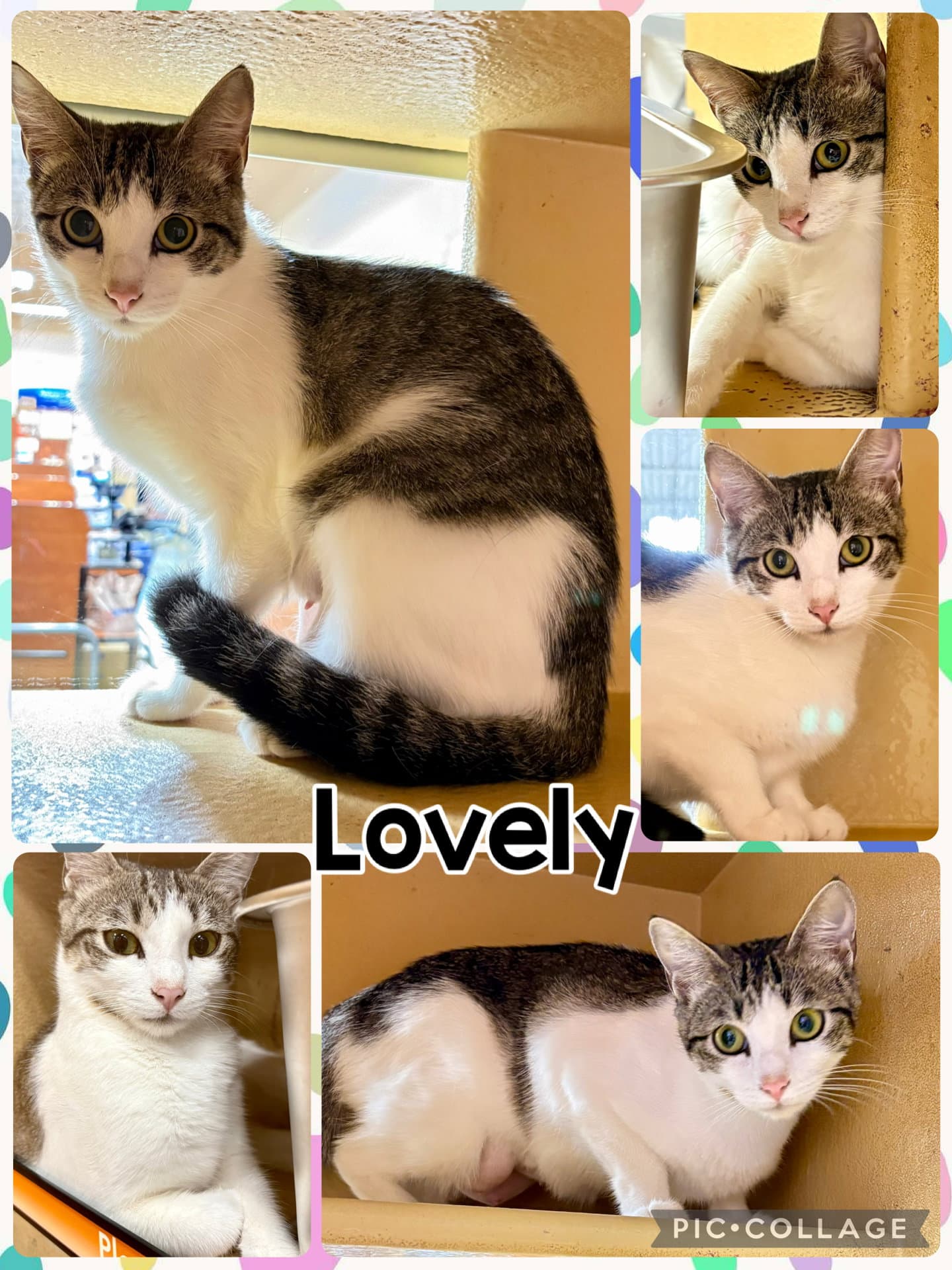 Lovely - Tabby