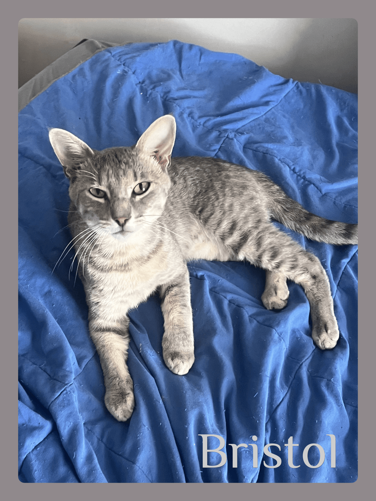 Bristol - Tabby