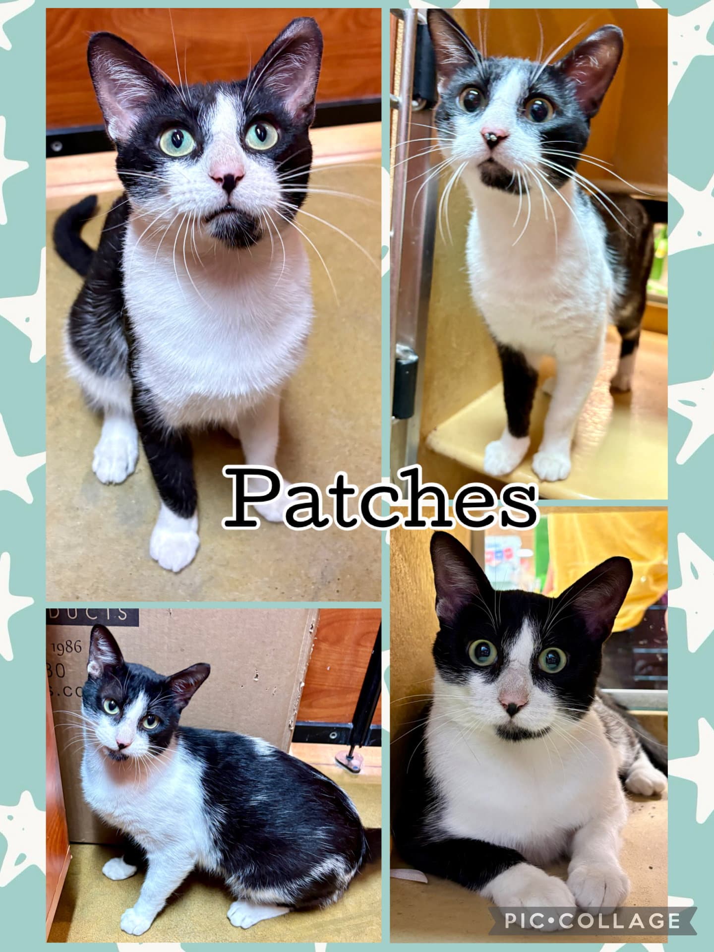 Patches - Tabby