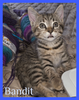 Bandit image 1