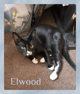 Elwood image 1