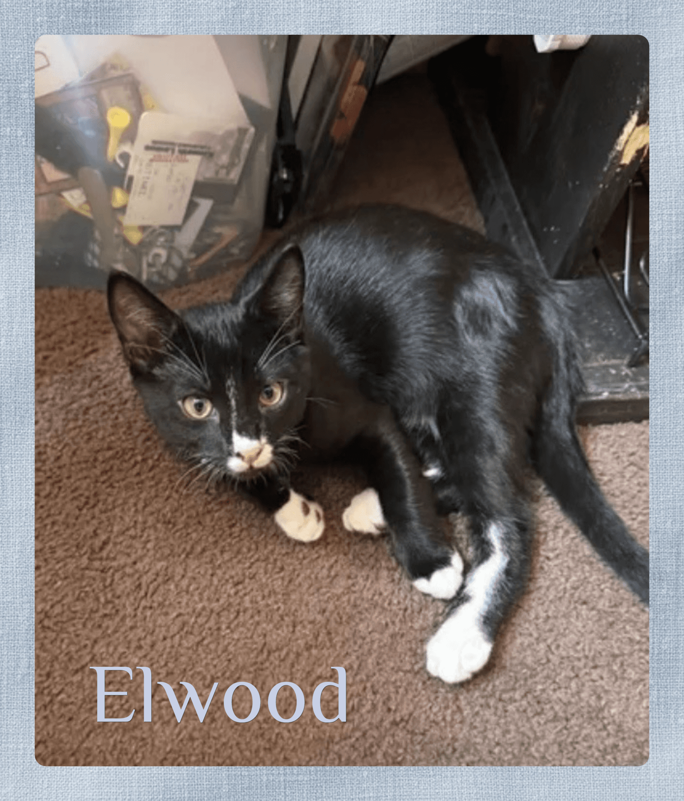 Elwood - Tabby
