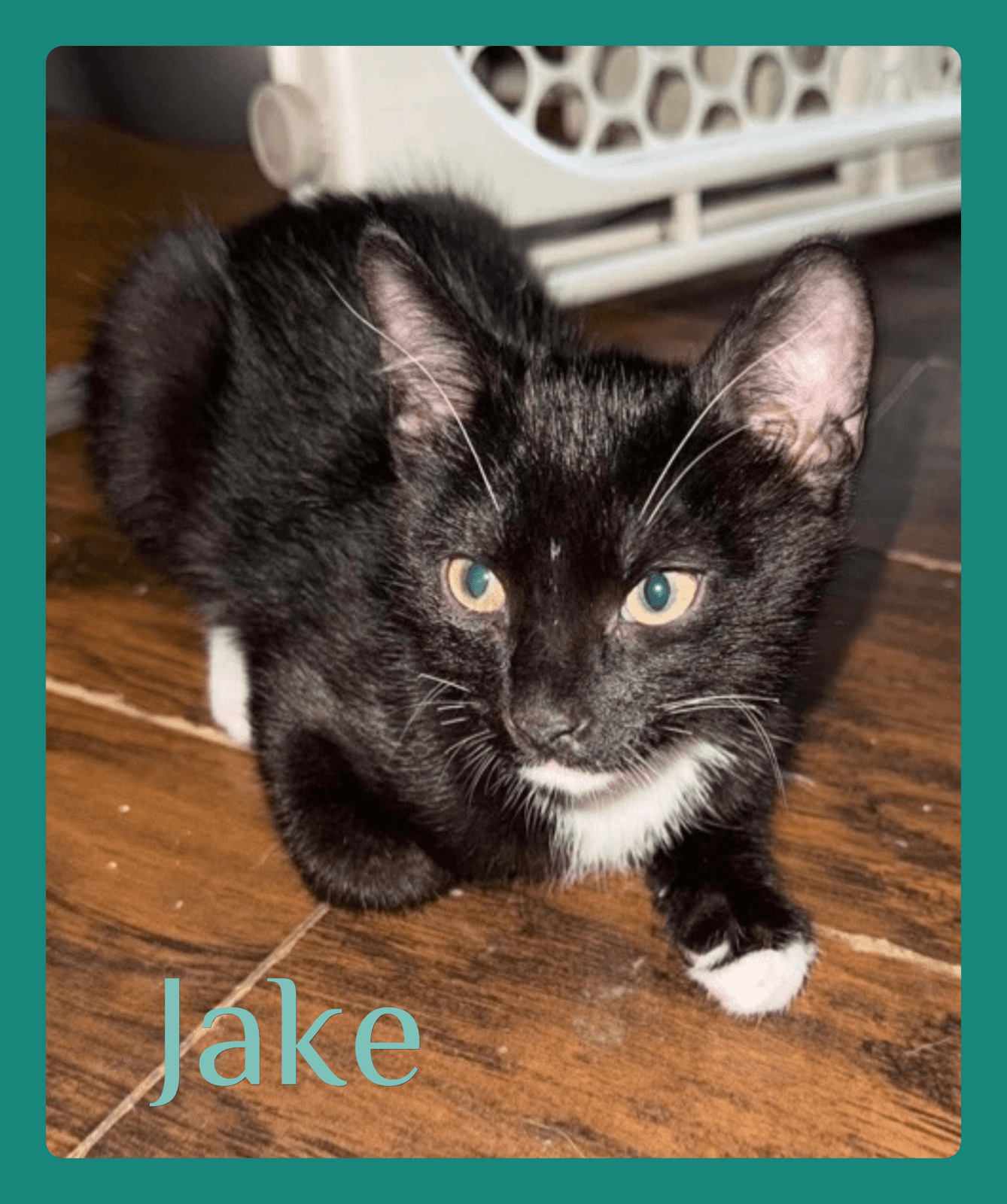 Jake - Tabby