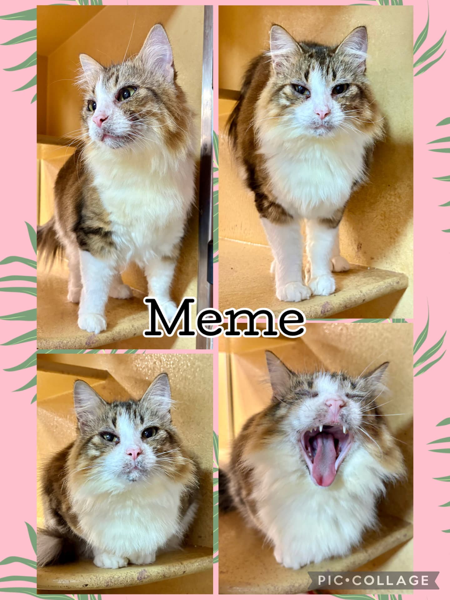 Meme - Tabby
