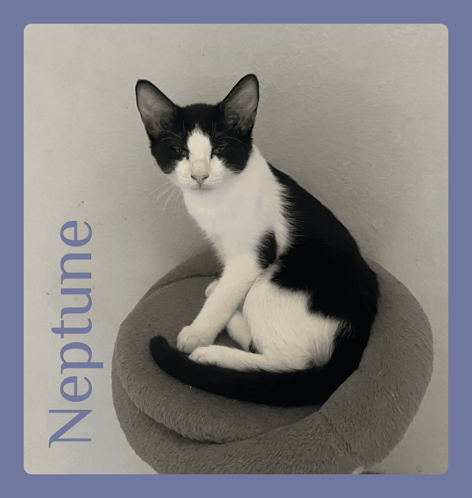 Neptune - Tabby