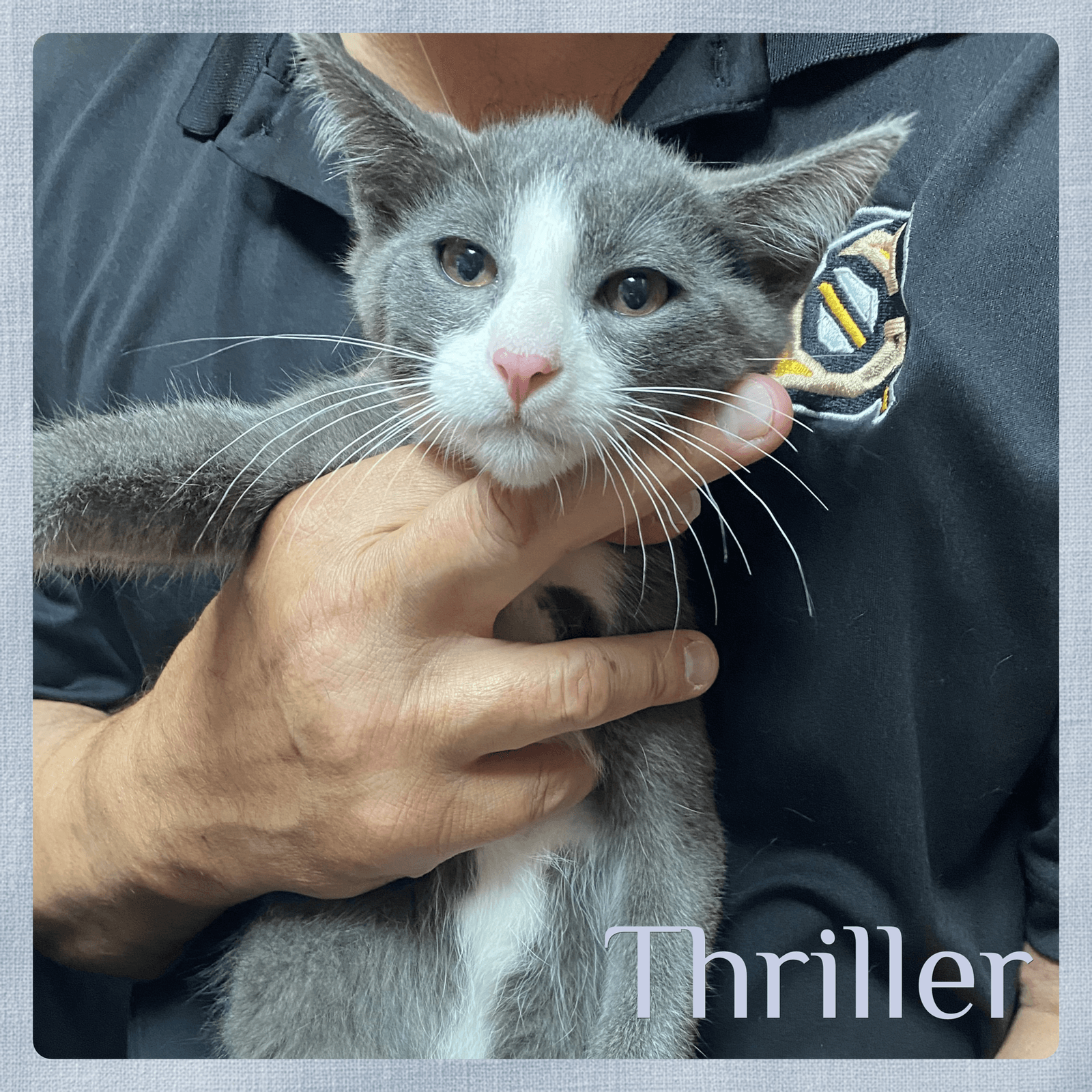 Thriller - Tabby