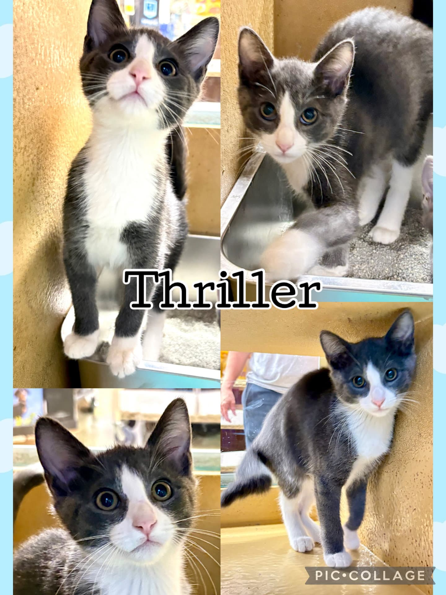 Thriller - Tabby