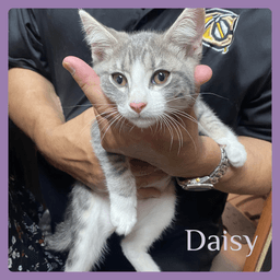 Daisy image 1