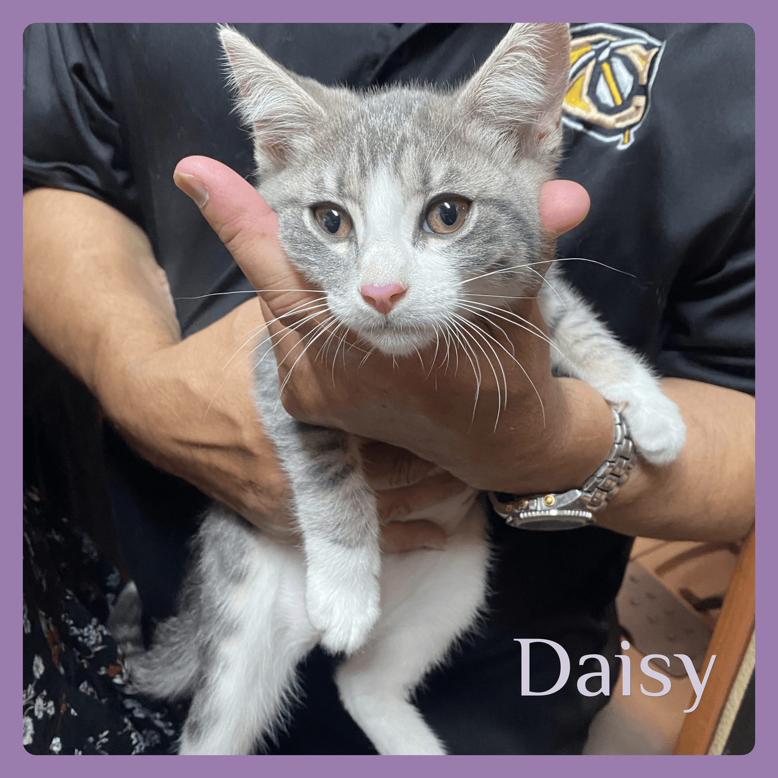 Daisy