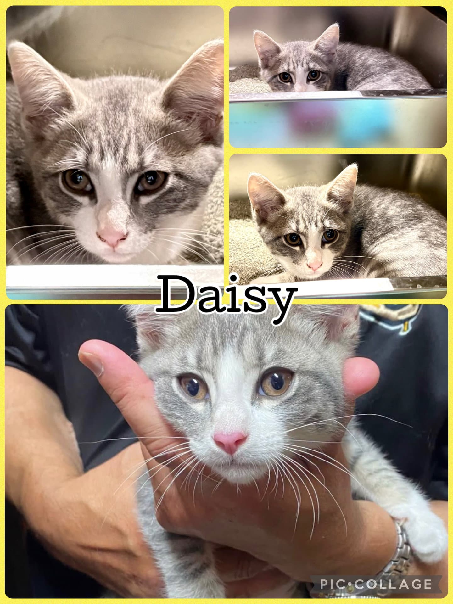 Daisy - Tabby