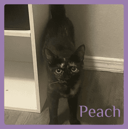 Peach image 1