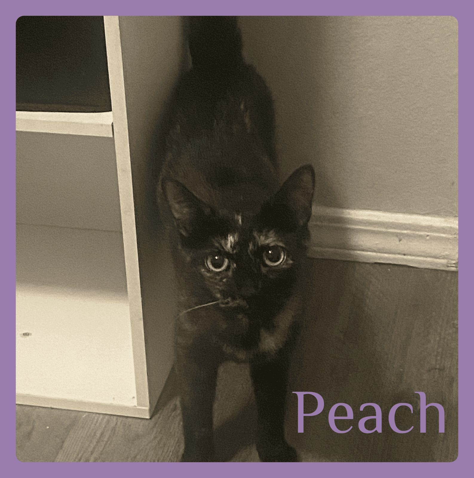 Peach - Tortoiseshell