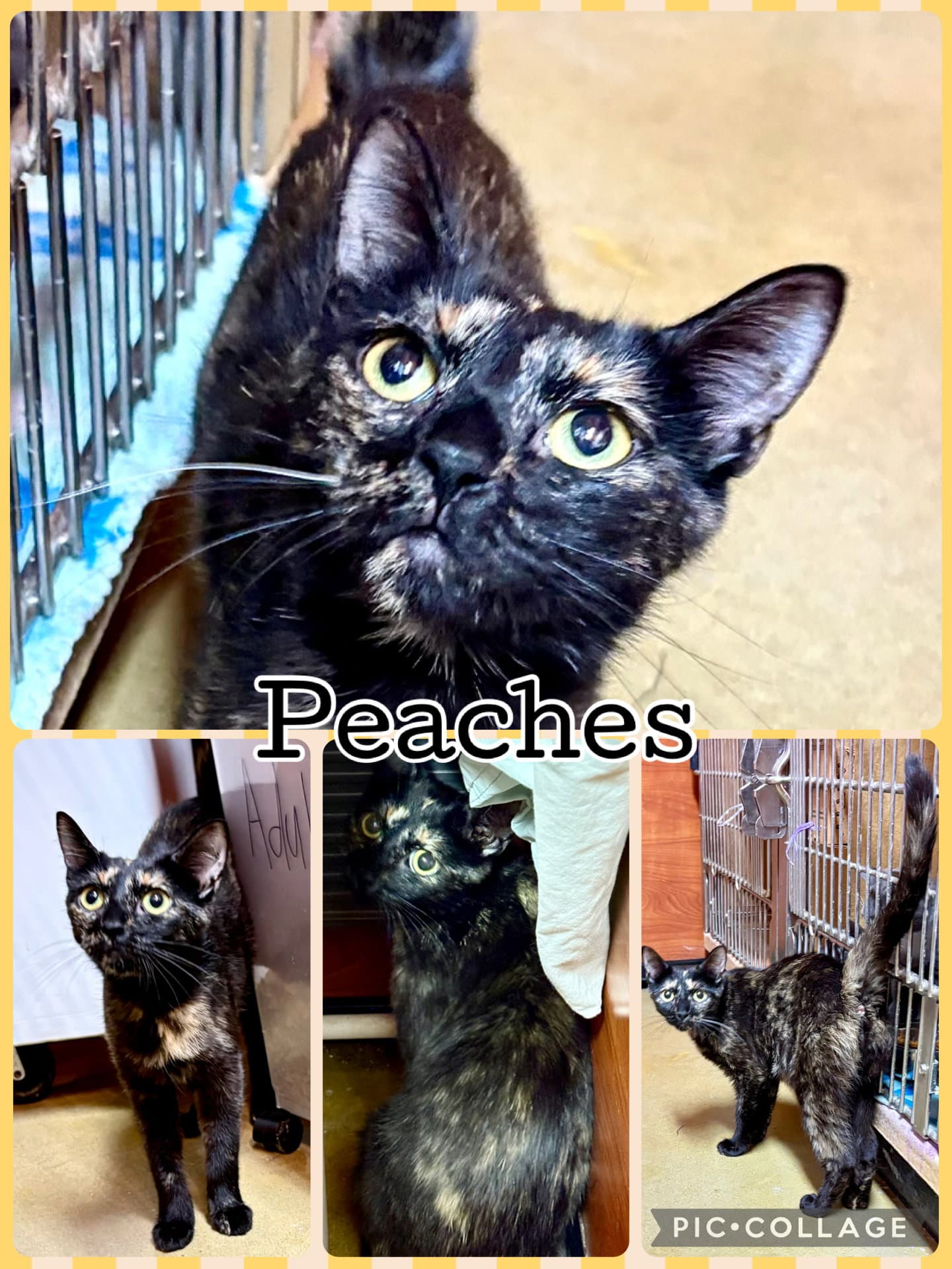 Peach - Tortoiseshell