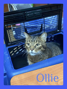 Ollie image 1
