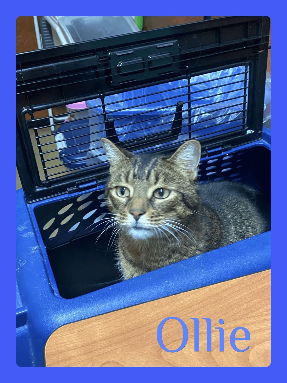 Ollie - Tabby