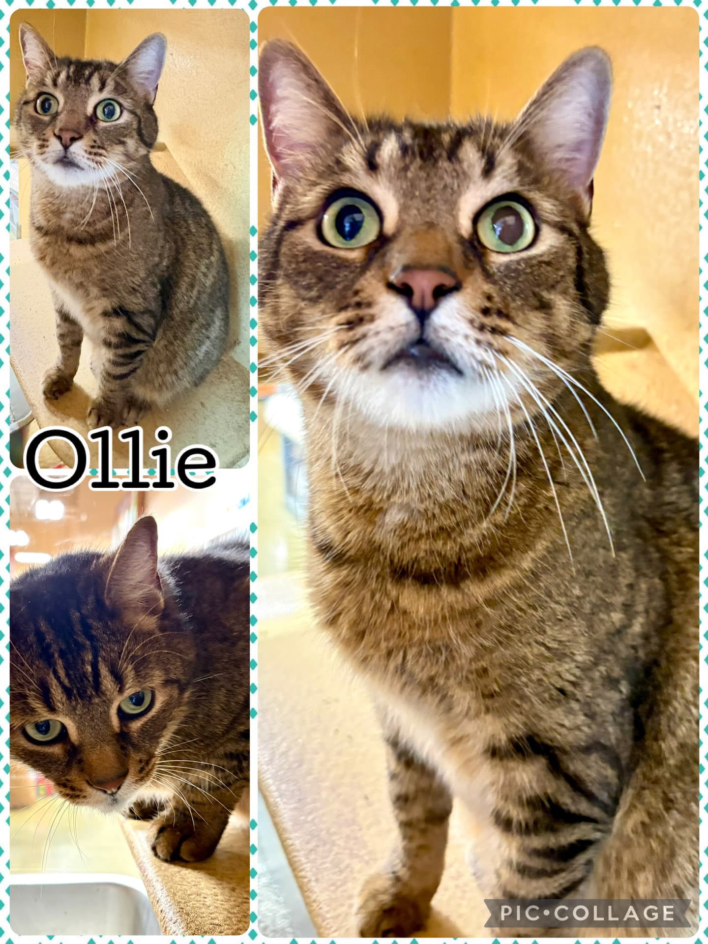 Ollie - Tabby