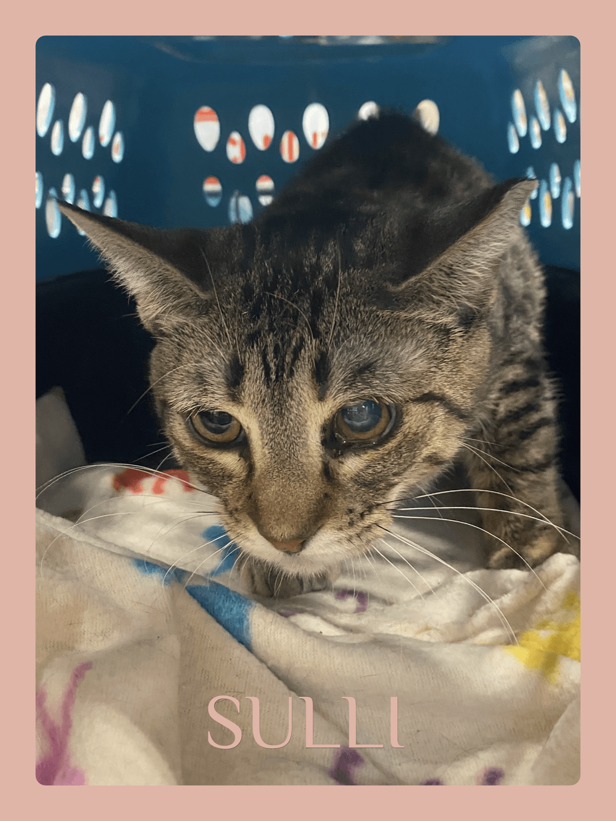 Sulli - Tabby