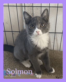 Solmon image 1