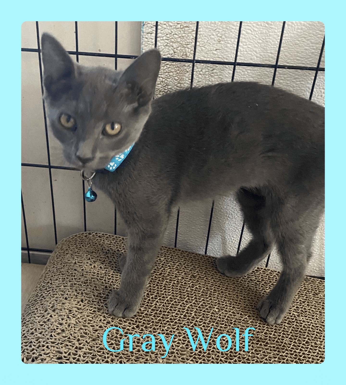 Gray Wolf - Tabby