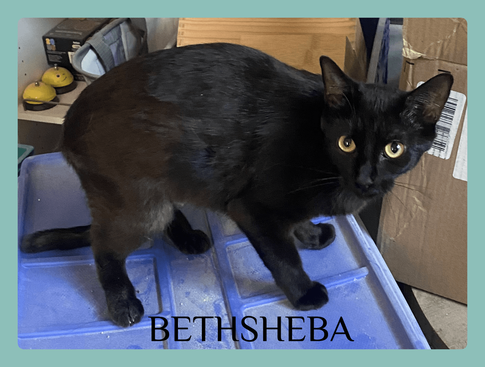 Bathsheba - Tabby