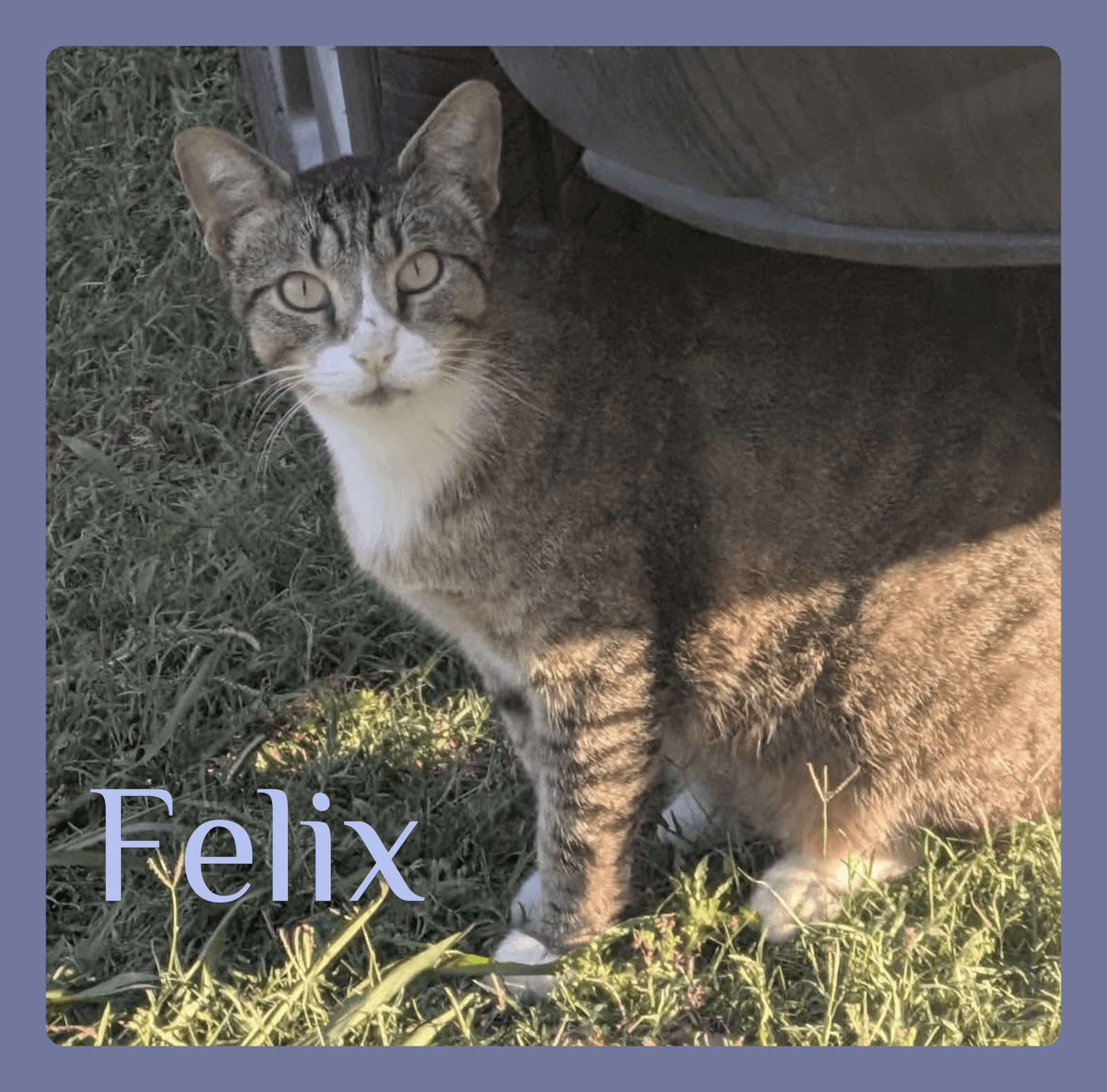 Felix - Tabby