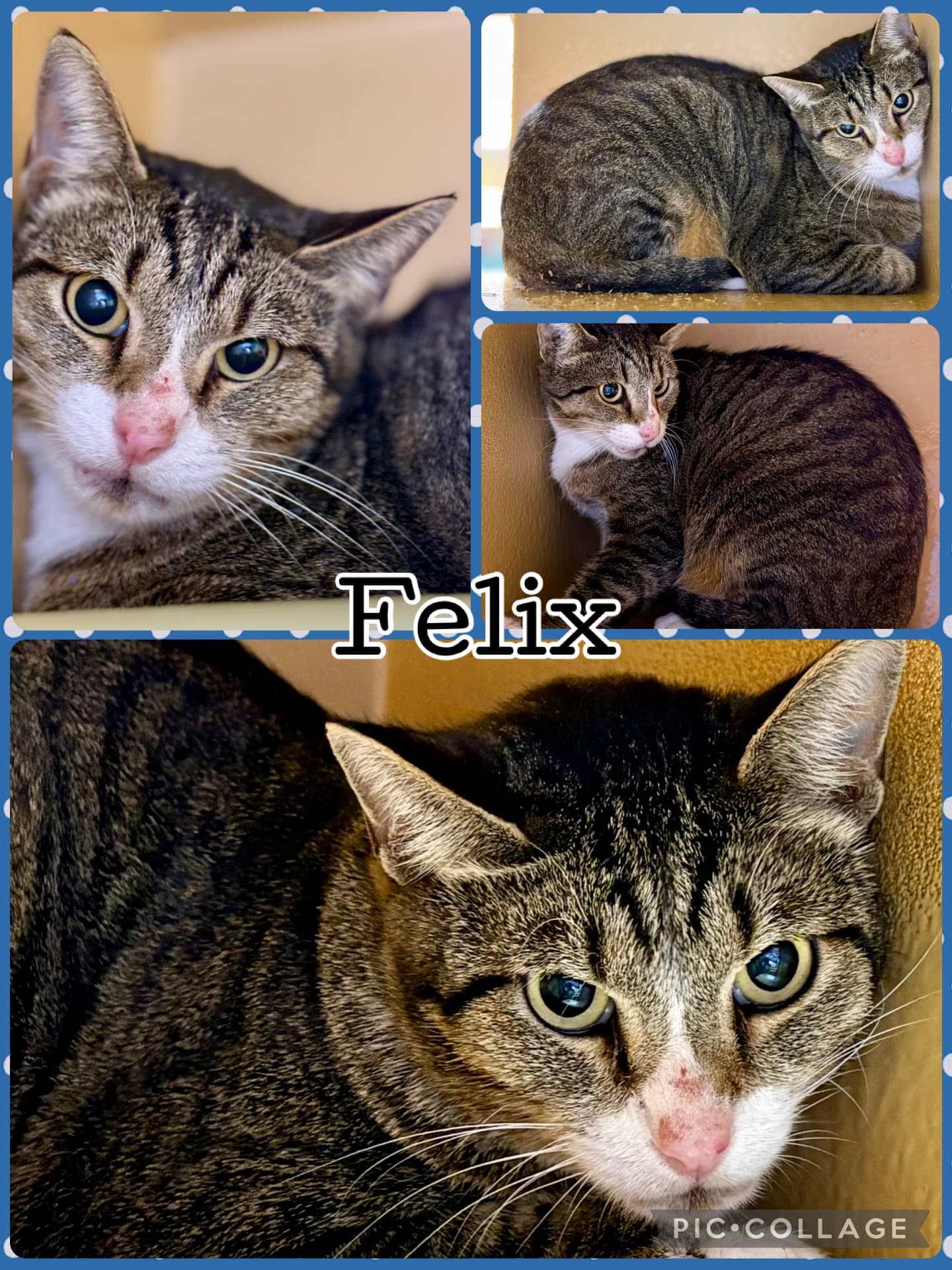 Felix - Tabby