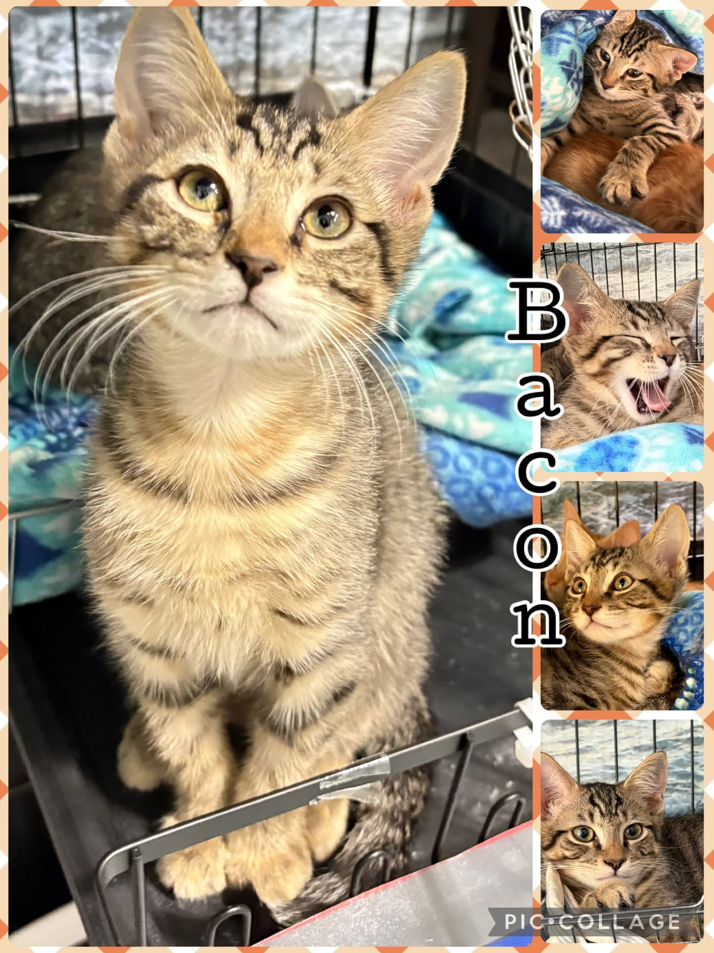 Bacon - Tabby