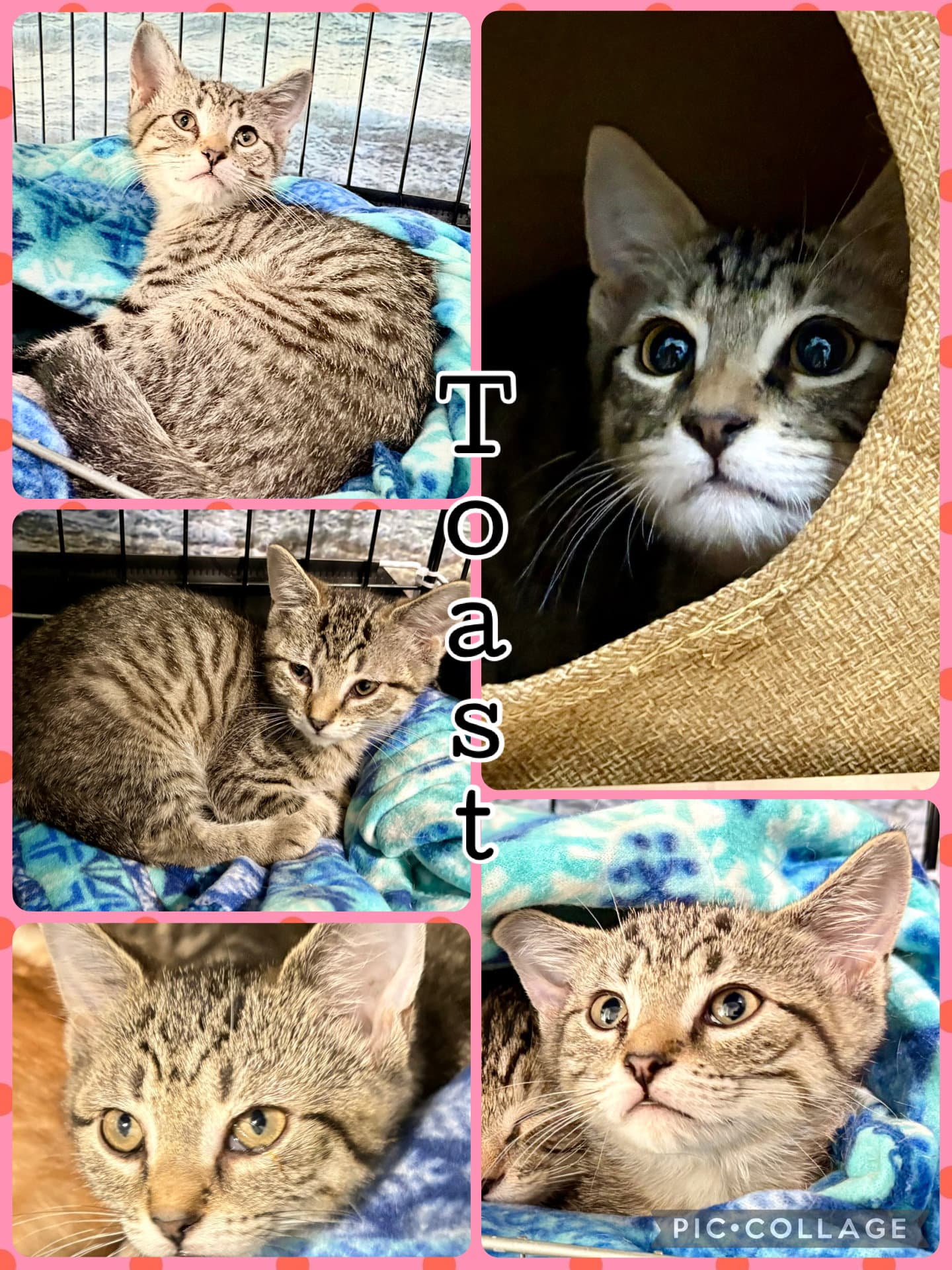 Toast - Tabby