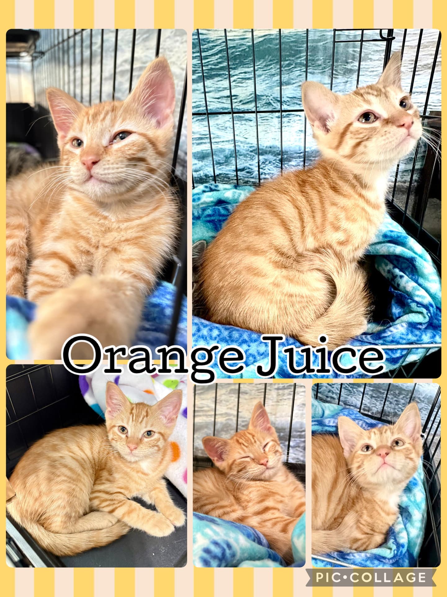 Orange Juice - Tabby