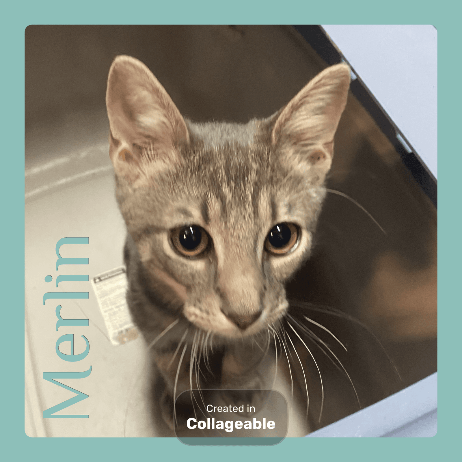 Merlin - Tabby