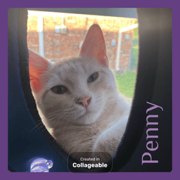 Penny image 1