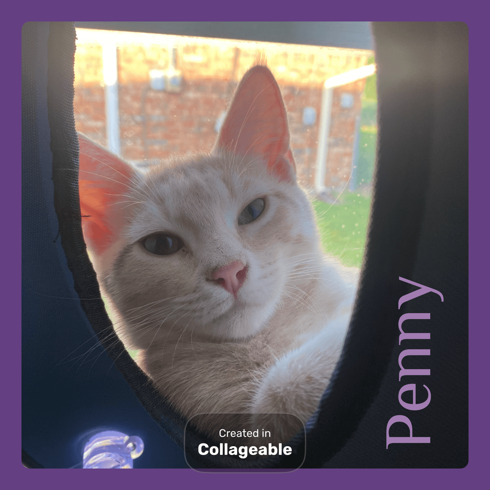 Penny - Tabby