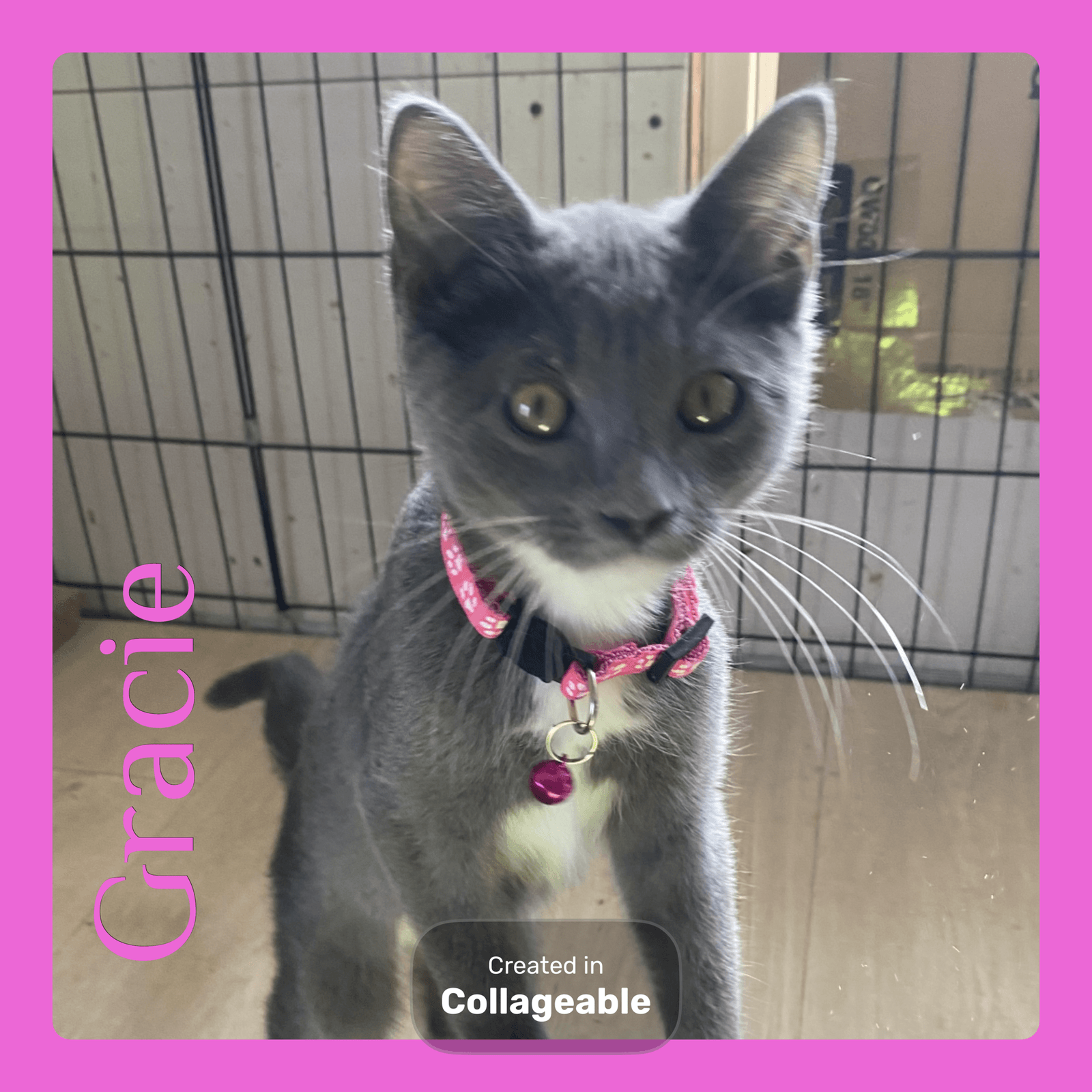 Gracie - Tabby