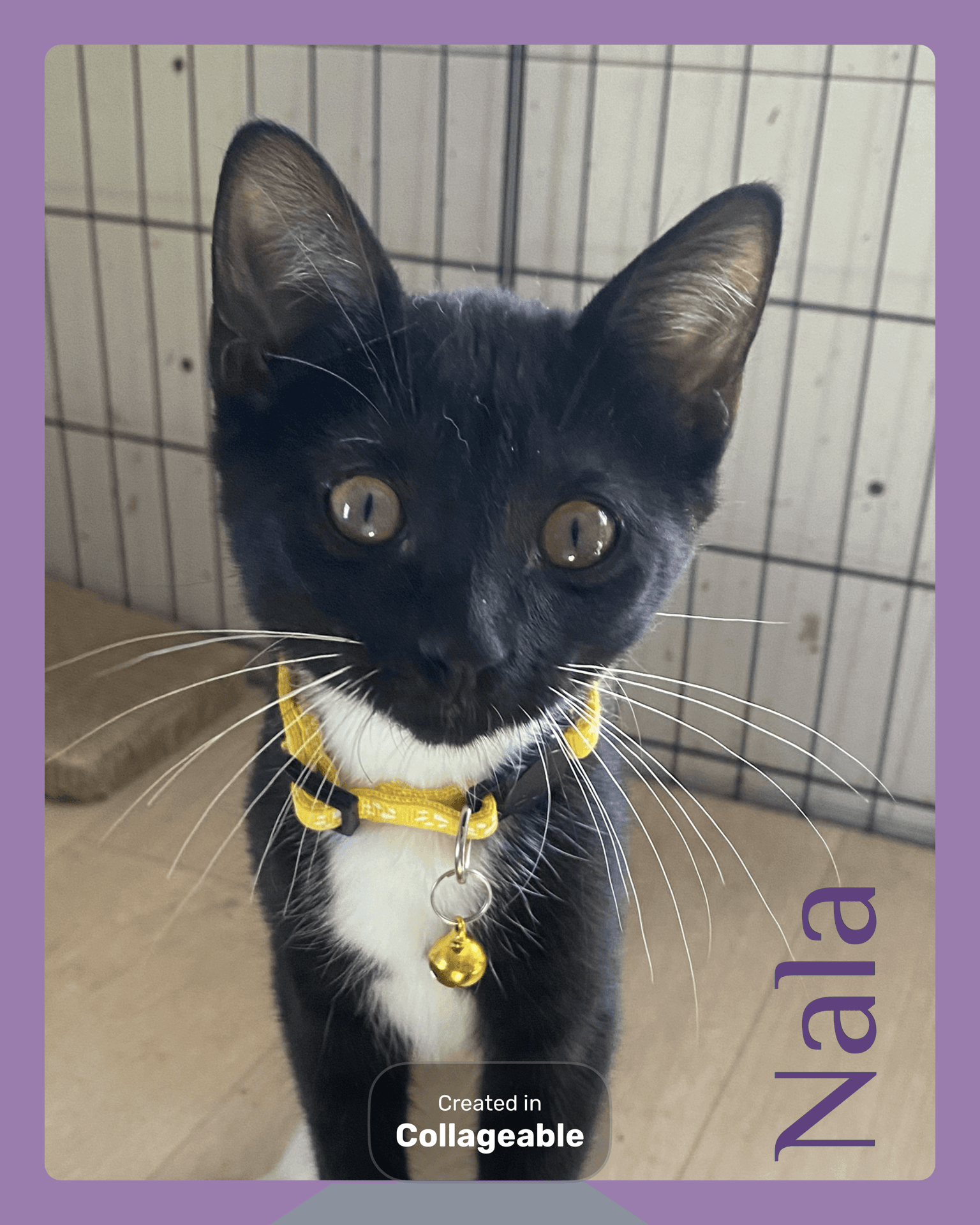 Nala - Tuxedo
