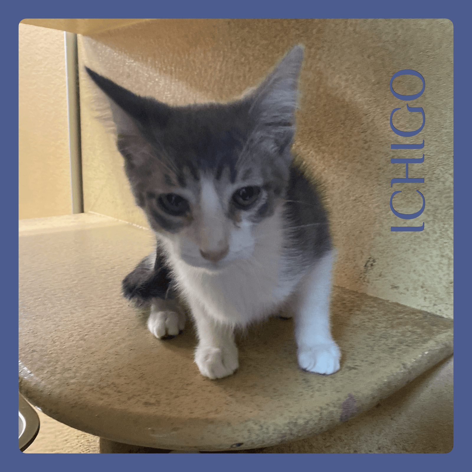 Ichigo - Tabby
