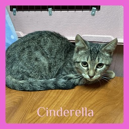 Cinderella image 1