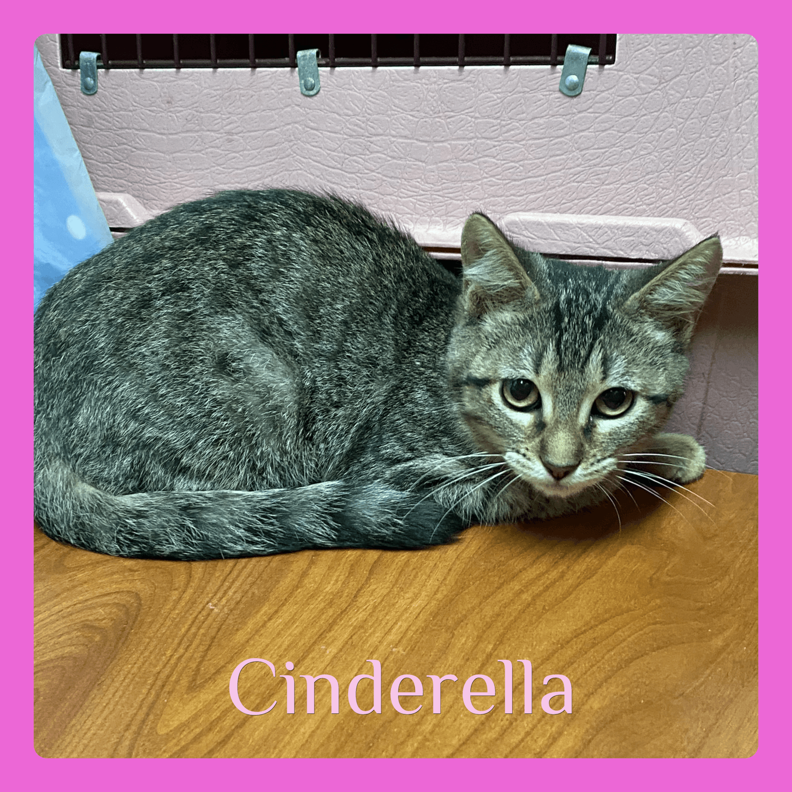 Cinderella - Tabby