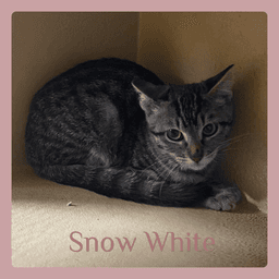 Snow White image 1