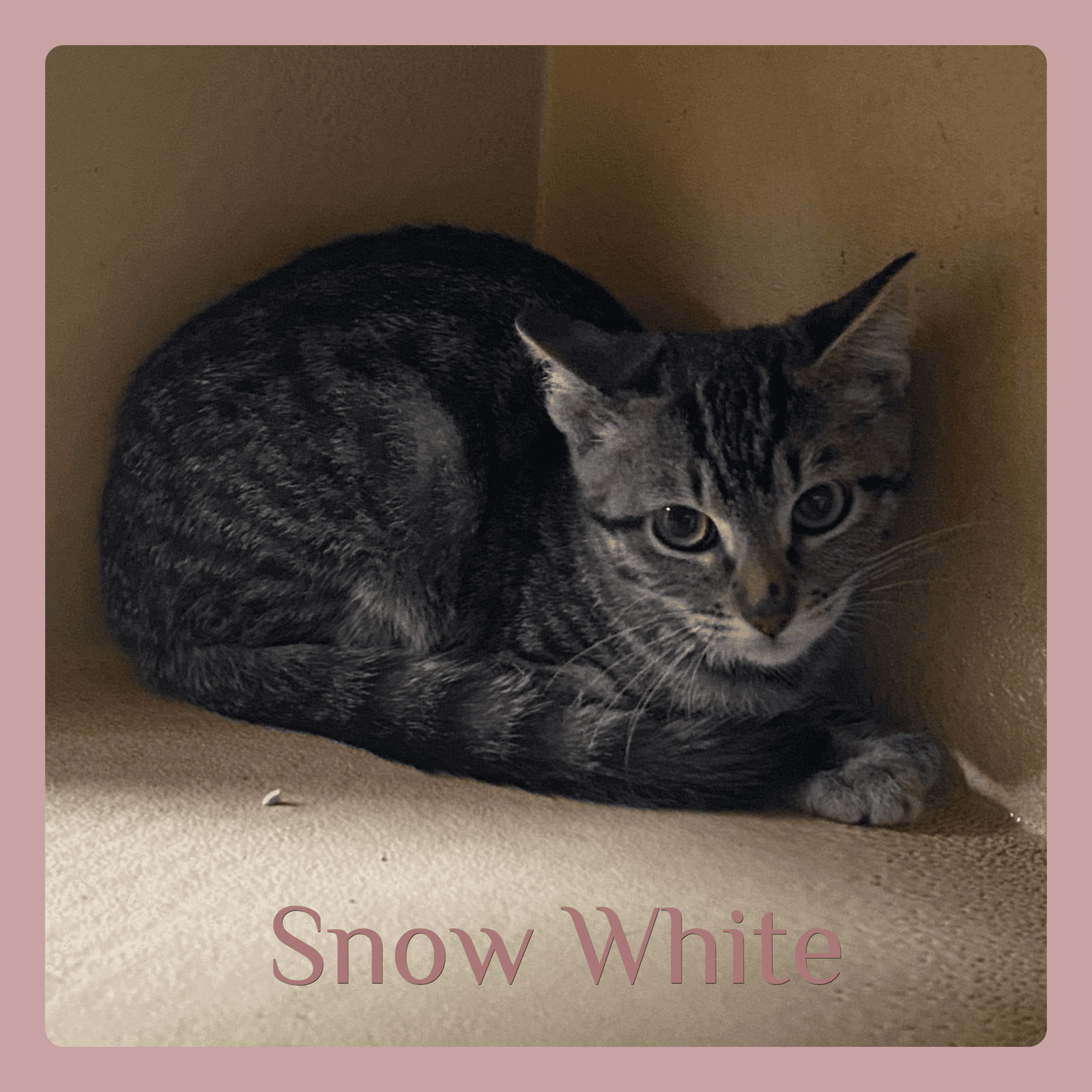 Snow White - Tabby