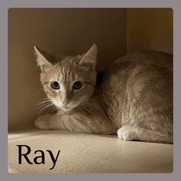 Ray image 1