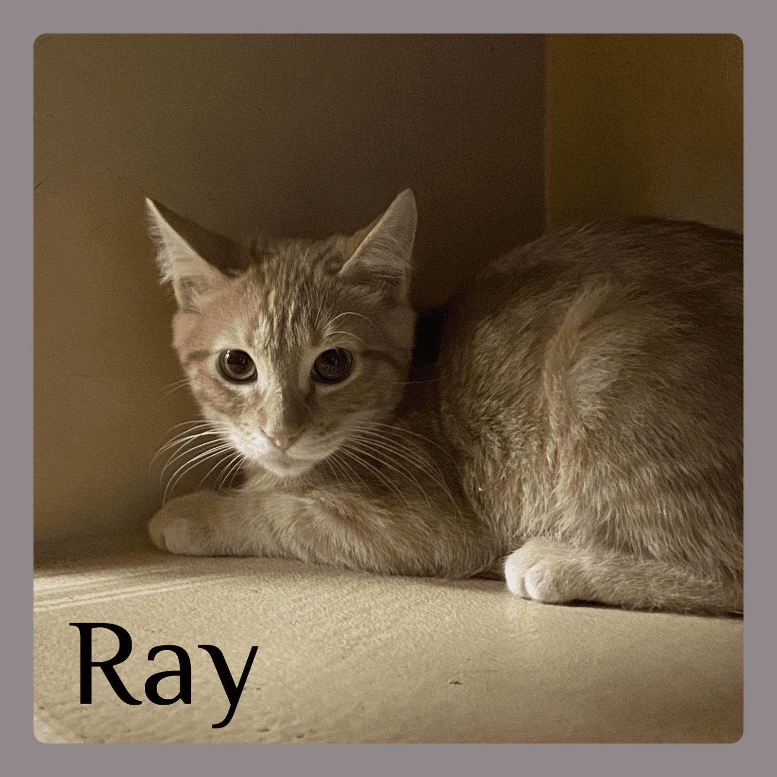 Ray - Tabby