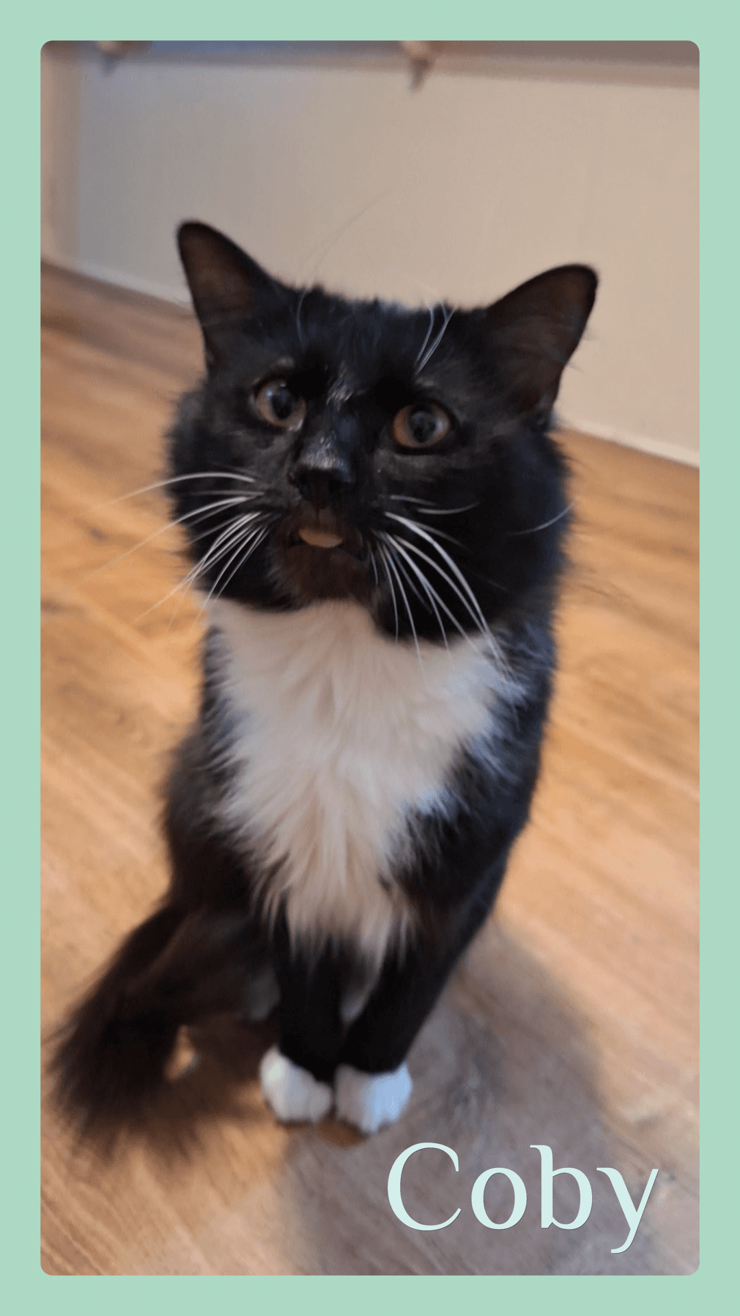 Coby - Tuxedo