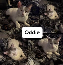 Oddie image 1