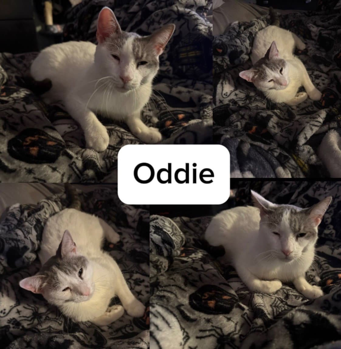 Oddie - Tabby