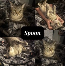 Spoon image 1