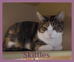 Skittles image 1