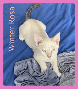 Winter Rosa image 1