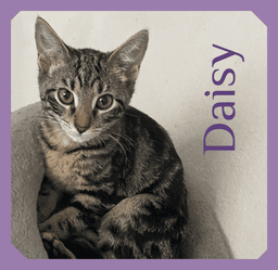 Daisy image 1